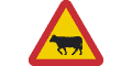 احذر ماشية على الطريق